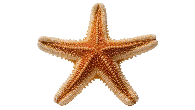 Orange starfish with five arms and textured surface