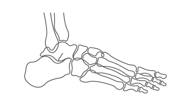 Human Foot Skeleton Anatomy - Side View Line Drawing