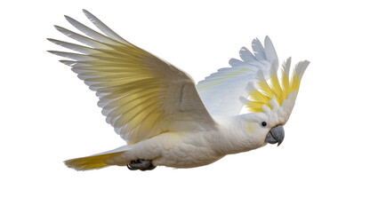 Sulphur-crested cockatoo in flight with yellow crest and wings © Lisa