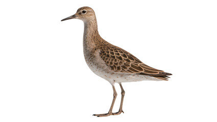 Shorebird with speckled brown and white plumage standing on thin legs © Lisa