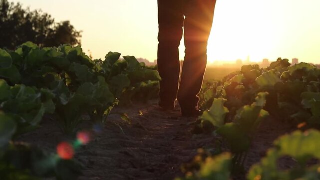 Person walking through lush green leafy crops in a vast field during a vibrant golden sunset. Distant city buildings dot the horizon as the individual moves along the dirt path between the rows