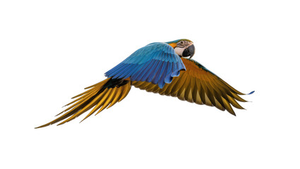 Blue and yellow macaw parrot flying with wings spread © Lisa