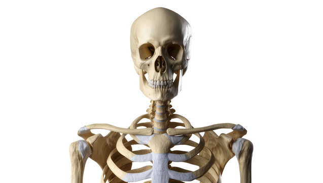 Human skeleton torso and skull front view