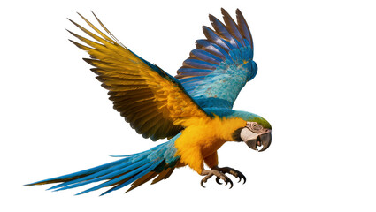 Blue and yellow macaw parrot flying with wings spread © Lisa