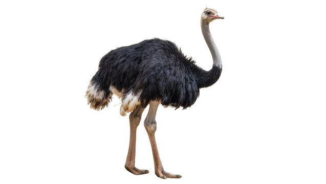 Large black ostrich with long neck and legs standing