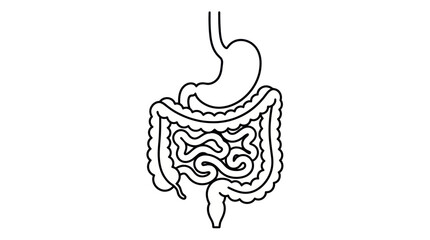 Human Digestive System Anatomy Illustration © Zahem