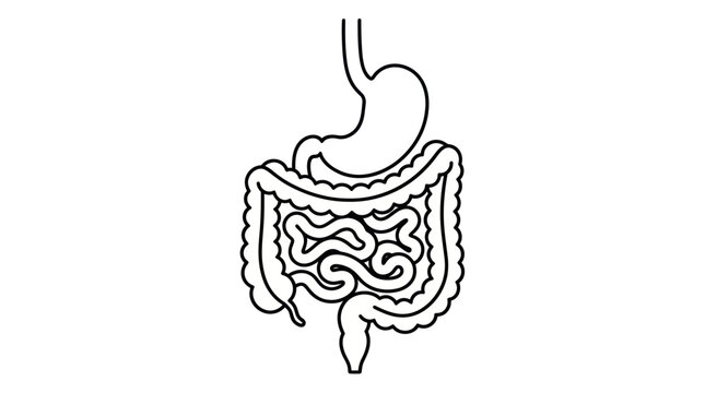 Human Digestive System Anatomy Illustration