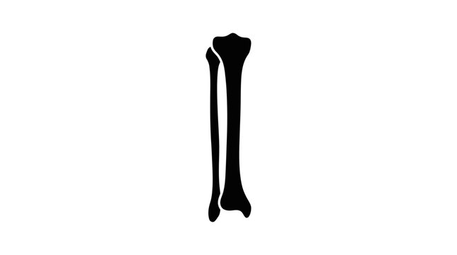 Human Tibia and Fibula Bones Silhouette Icon, Medical Anatomy Vector
