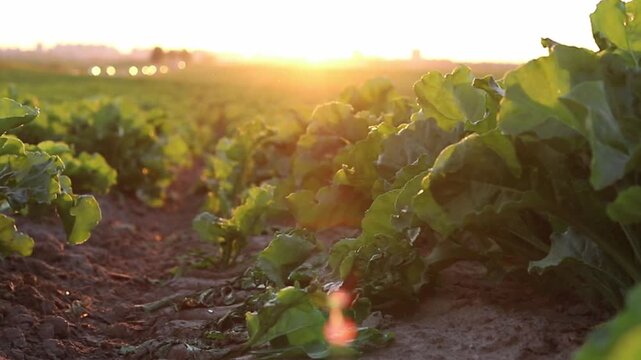 Lush sugar beet plants grow in neat rows across an agricultural field, illuminated by the warm, golden light of sunset