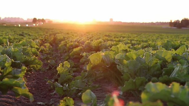 Vibrant green sugar beet plants flourish in a wide agricultural field. The gentle evening sunlight casts a warm, golden glow across the landscape, highlighting each leafy row