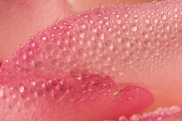 Fototapeta premium Fresh morning dew on a delicate pink rose in macro