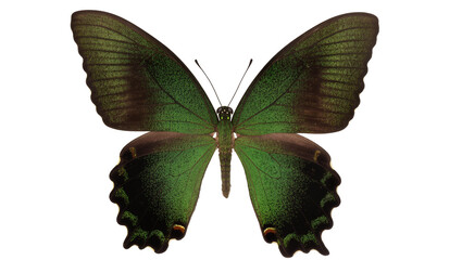 Emerald green butterfly with dark brown accents, isolated on transparent background © Aliona