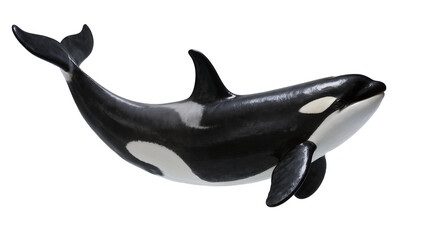 Orca whale with black and white markings, isolated on transparent background © Aliona