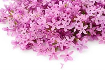 Obraz premium Close up of a pile of small pink lilac flowers on a white background with a soft fresh spring look