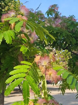 Close up of blooming silk tree Albizia julibrissin with pink fluffy flowers and green leaves