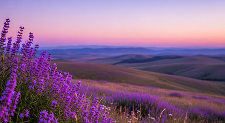 Fototapeta premium Purple lavender field at dusk with rolling hills, symbolizing tranquility, nature, and a serene landscape perfect for relaxation and beauty.