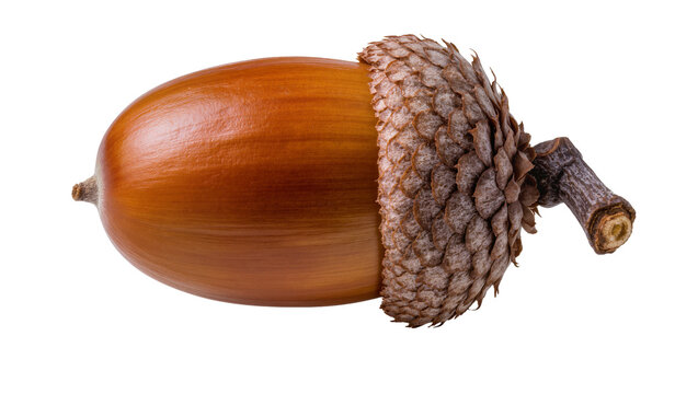 Brown acorn with textured cap and stem, isolated on transparent background