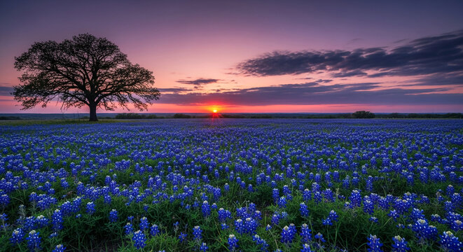 A field of bluebonnets under a vibrant sunset sky with a lone tree silhouette, symbolizing natural beauty and serene twilight moments