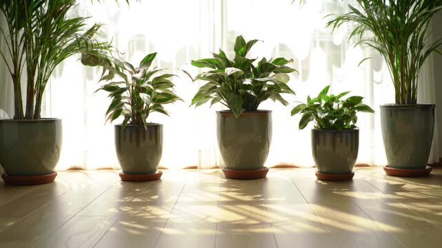 Four Potted Houseplants Standing in a Bright Sunlight Window Row