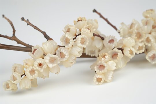 Delicate cream flowers on brown branches isolated on a white background, close-up with a soft natural look
