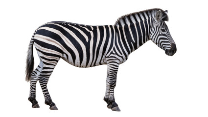Obraz premium Full body zebra with black and white stripes, isolated on transparent background