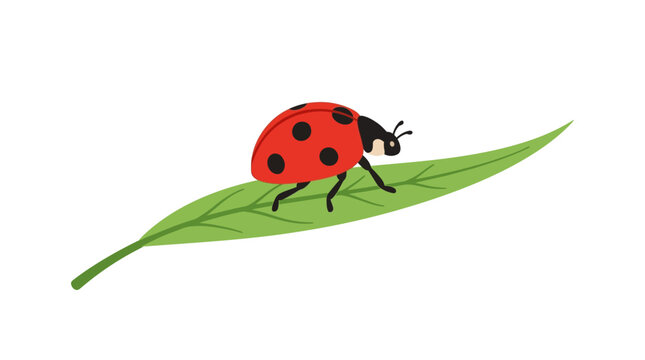 Ladybug on a green leaf isolated on white background