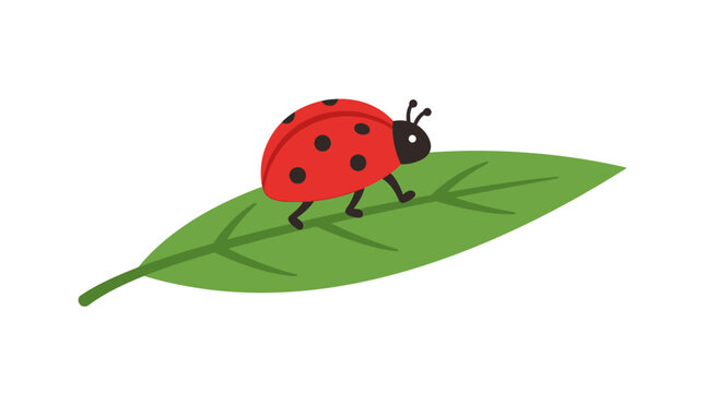 Ladybug on a green leaf insect nature