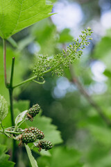 Fototapeta premium grapevine branch with broad green leaves and delicate hanging clusters of tiny early-stage flower buds that will later develop into grapes