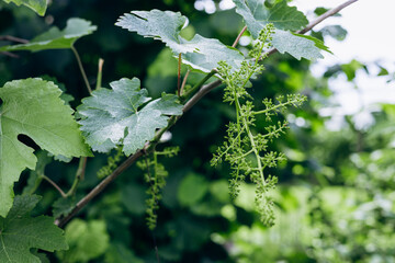 Fototapeta premium grapevine branch with broad green leaves and delicate hanging clusters of tiny early-stage flower buds that will later develop into grapes
