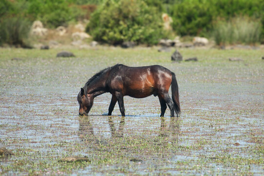 Cavallo al pascolo in ambiente naturale con acqua bassa