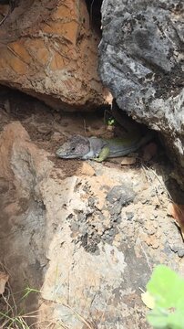 Lagarto ocelado (Timon lepidus) o Fardacho , primer plano , descansando sobre una roca en su h&aacute;bitat natural en la monta&ntilde;a. Video 4 K