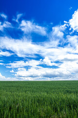 Obraz premium Green ears of wheat, a field behind, a blue sky with clouds