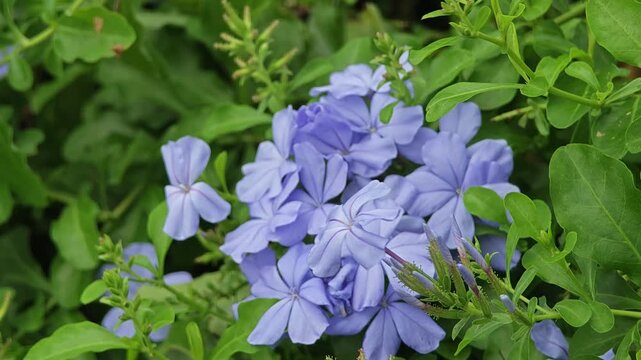 Cape Leadwort or Cape Plumbago Flowers.