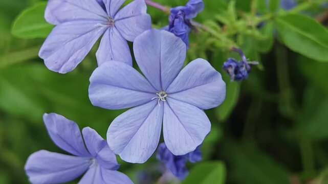 Cape Leadwort or Cape Plumbago Flowers.