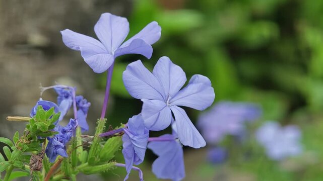 Cape Leadwort or Cape Plumbago Flowers.