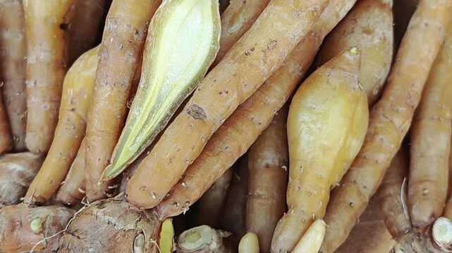 Finger root or Chinese ginger. Zoom out.