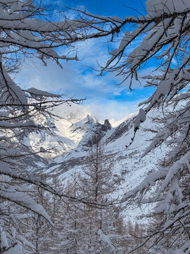 Scenic winter view of Monte Ciarbonet through a dense larch forest in Vallone di Unerzio, a famous destination for ski touring and snowshoeing at Colle del Ciarbonet, Acceglio, Cuneo, Italian Alps,
