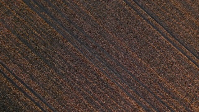 Top-down aerial view of a mature wheat field illuminated by warm golden-hour sunlight. Parallel agricultural tracks create geometric patterns and rich texture across the cultivated farmland.