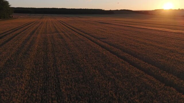 Aerial view of a vast golden wheat field illuminated by the warm light of a setting sun.