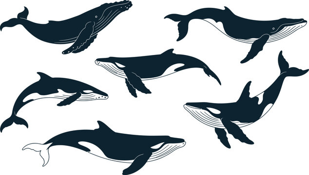 Set of swimming whale silhouettes including humpback and orca with sea life humpback swimming wildlife silhouette illustration isolated engraving collection underwater predator majestic