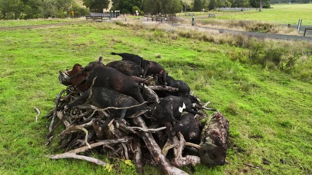 Cattle carcasses are prepared for an emergency pyre burning after a major outbreak of Foot and Mouth disease. Drone view
