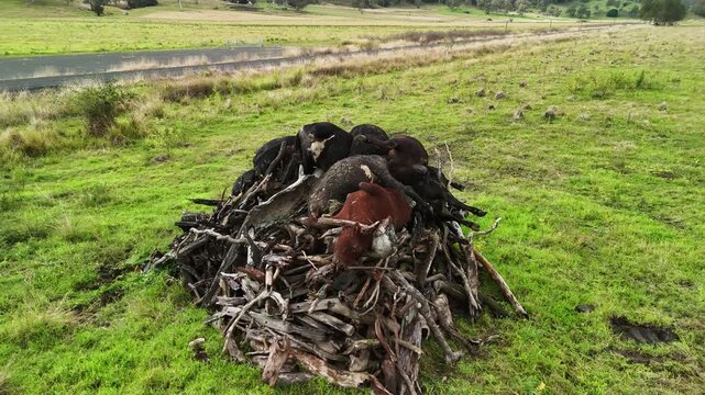 Dead cattle are placed on a large pyre ready to be cremated after a biosecurity outbreak of Bovine Spongiform Encephalopathy
