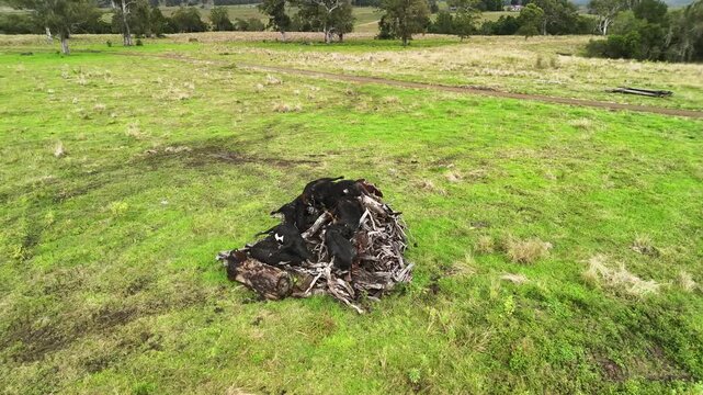 Dead cattle are placed on a large pyre in a open farm paddock ready to be cremated after a biosecurity outbreak. Drone view