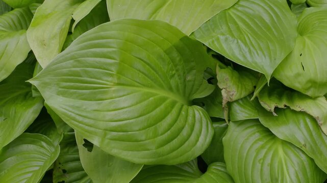 Detailed close-up shot of vibrant green hosta leaves with natural texture and subtle imperfections in soft outdoor garden lighting.