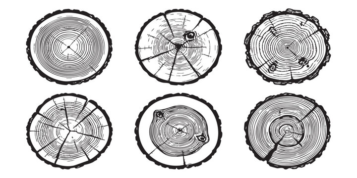 Set of six hand drawn tree ring cross section illustrations in vintage engraved style