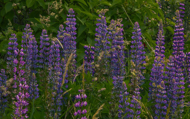 Summer landscape with violet Lupine (Lupinus) flowers. Meadow with colorful wildflowers © Антонина Шатревич
