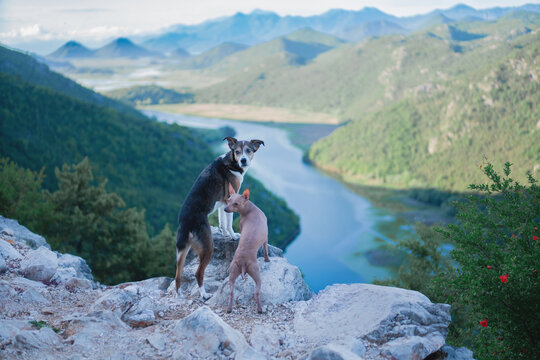 Tricolor mixed breed dog and xolo dog posing on cliff above turquoise river, stunning Montenegro mountain panorama