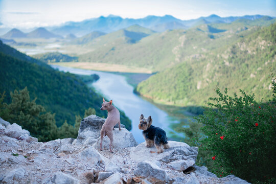 Xolo dog and Yorkshire Terrier exploring rocky viewpoint above winding river canyon, outdoor adventure scene