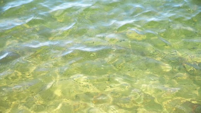 Shimmering school of tiny fish fry swimming in clear shallow seawater under sunlight