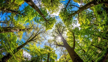 Fototapeta premium Upward angle shot through a vibrant forest canopy, sunlight filtering through leaves